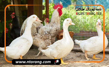 پرورش مرغ یا اردک کدامیک درآمد بیشتری دارد؟
